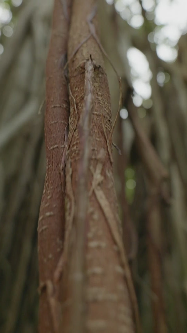 Cargar video: 