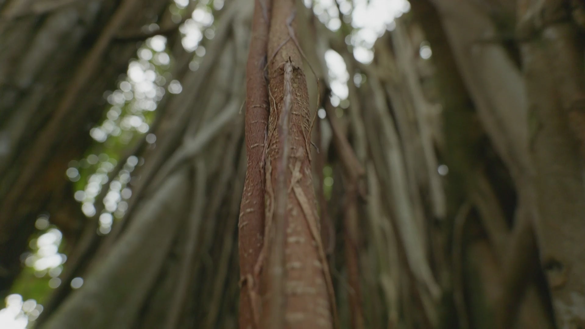 Cargar video: 